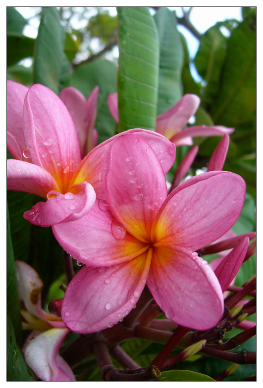 Мы на о. Бали / Индонезия.