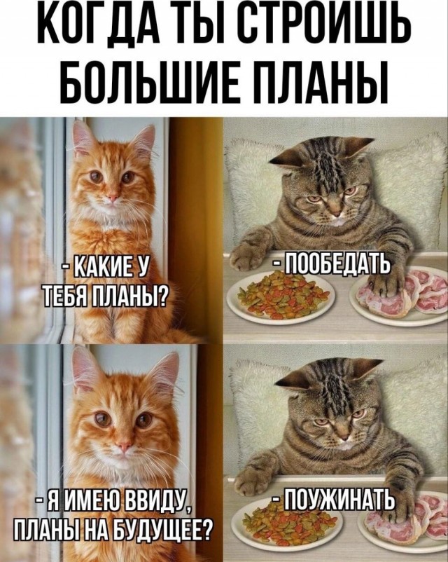 К котовторнику: подборка картинок-баянов с котиками и про котиков. Выпуск 16.