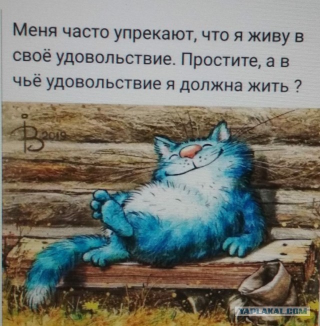 Россиянки с двумя-тремя кошками — это извращенки, заявили в Общественной палате России