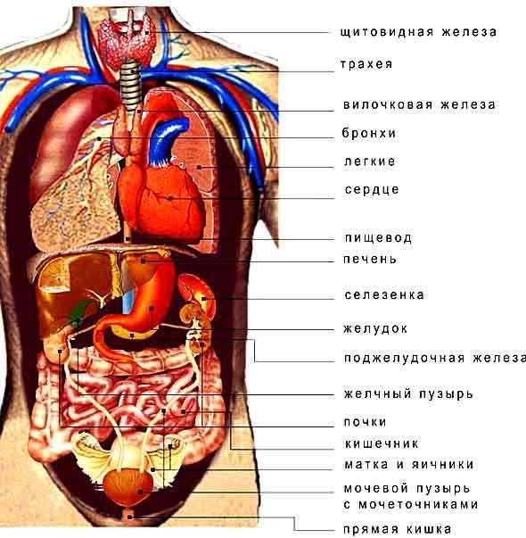 Гигантская печень-мутант была обнаружена врачами из Владивостока — вот что бывает при длительном запое.