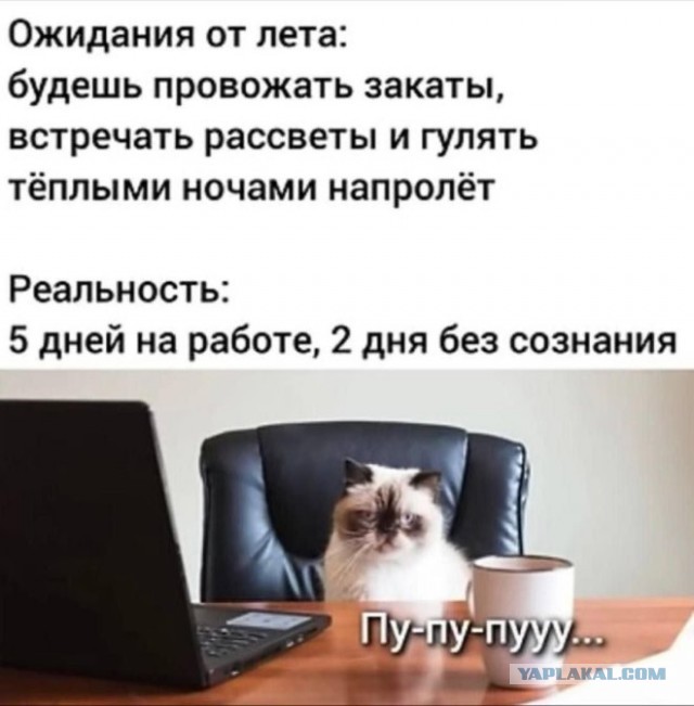 К котовторнику: подборка картинок-баянов с котиками и про котиков. Выпуск 20.