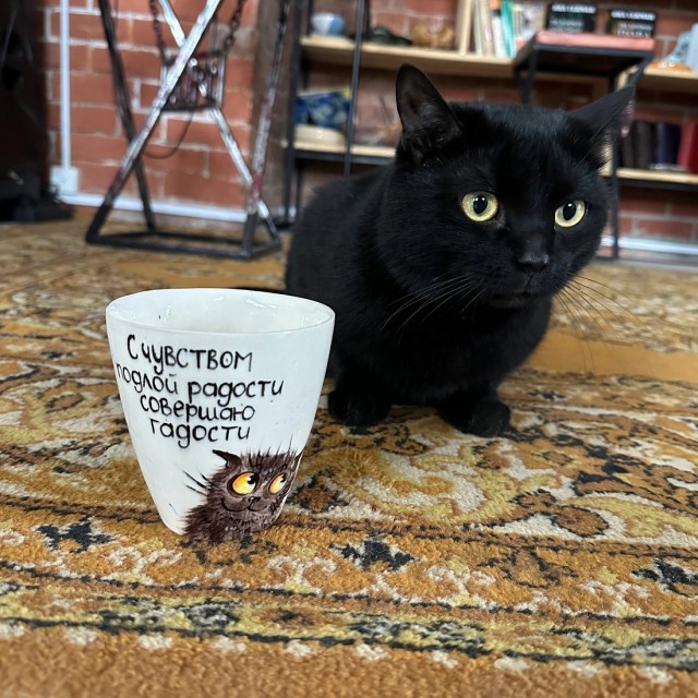 К котовторнику: подборка картинок-баянов с котиками и про котиков. Выпуск 24.