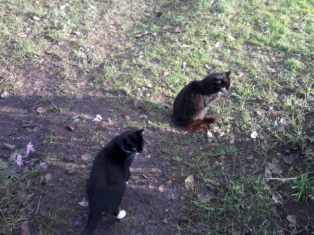 Котовторник  30.07.2013
