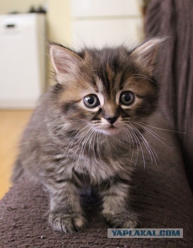 Мои котаны