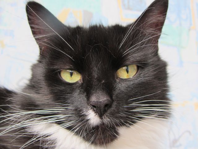 Котовторник  10.12.2013