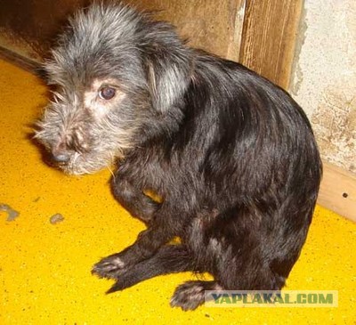 Спасенные собаки