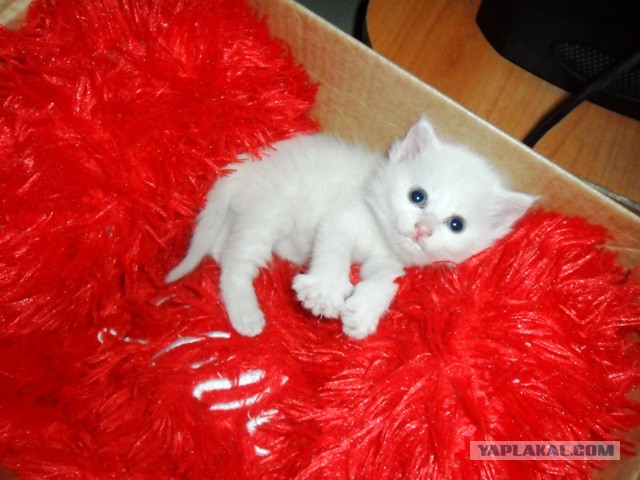 Котовторник 18.03.2014