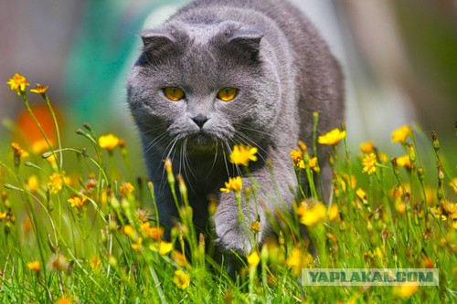 Котовторник 27.5.2014