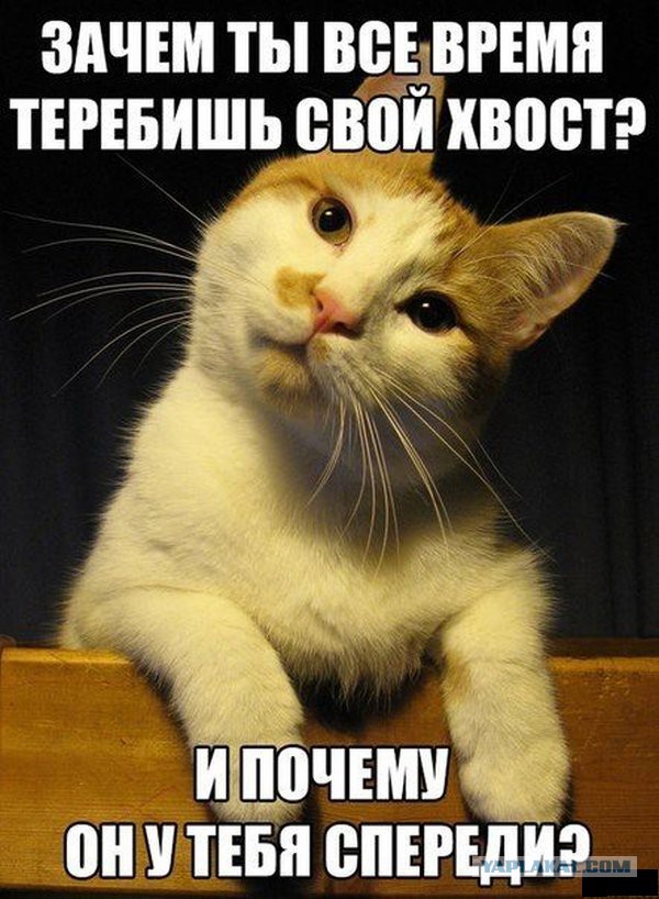 Опять играешь со своим хвостом?