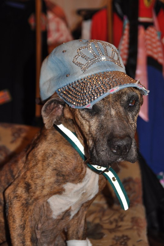 История спасения собаки