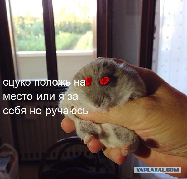 Хомяк моего друга