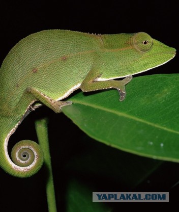 Плюсомет со шпалометом