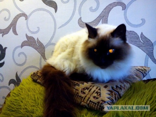 Котовторник 21.10.2014
