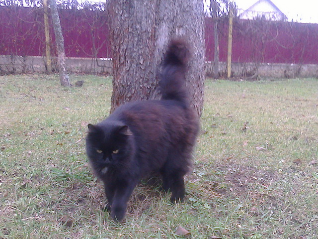 Котовторник