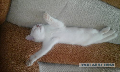 Вся суть котэ