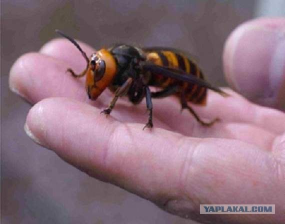 Коттедж опасных соседей