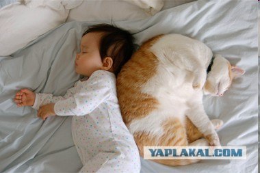 День кошек в России