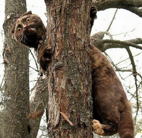 Фотостресс