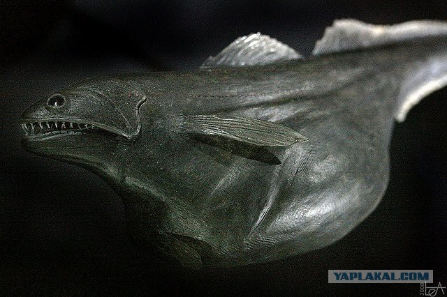 Прожорливая рыба