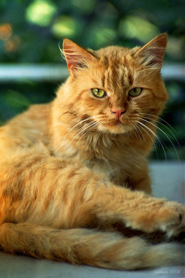 Коты, кошки, котята