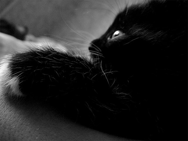 Котомет во вторник (11.12.2007)