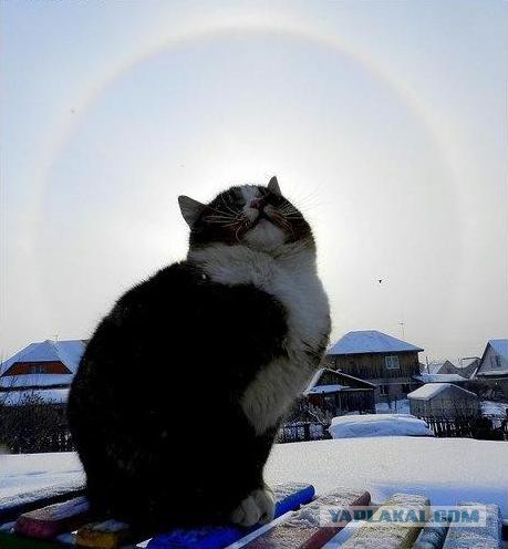 10 брутальных уличных котов