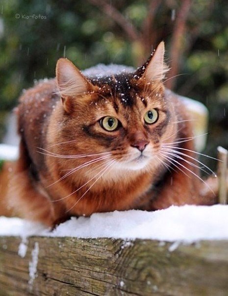 Коты из сети