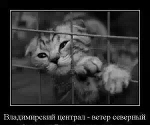 Шансон слушают в основном люди,не обременённые интеллектом!