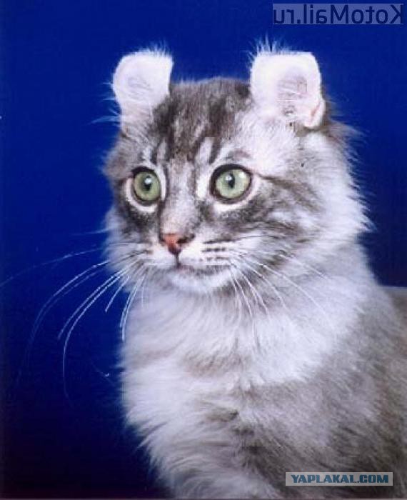 Рассмотрите фотографию кошки породы американский керл. Порода кошек американский керл. Американский кёрл котенок. Американский кёрл короткошёрстный. Вислоухий американский керл.