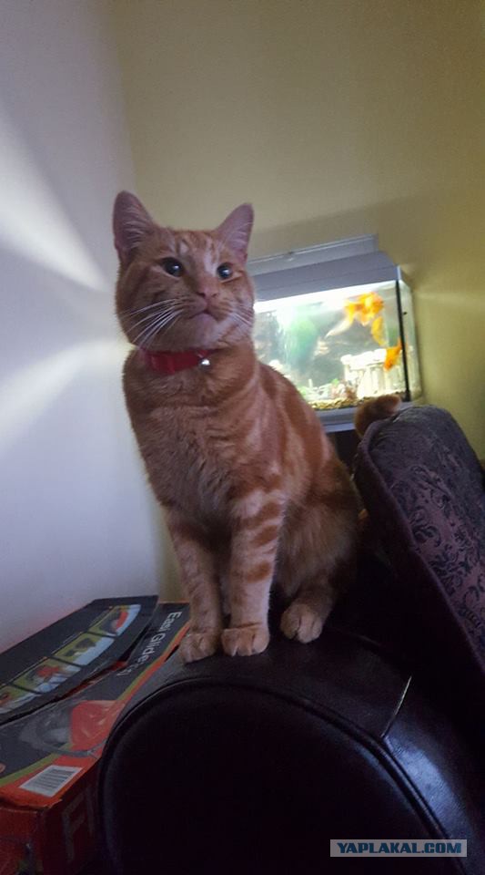 Котовторник 11.07.2017