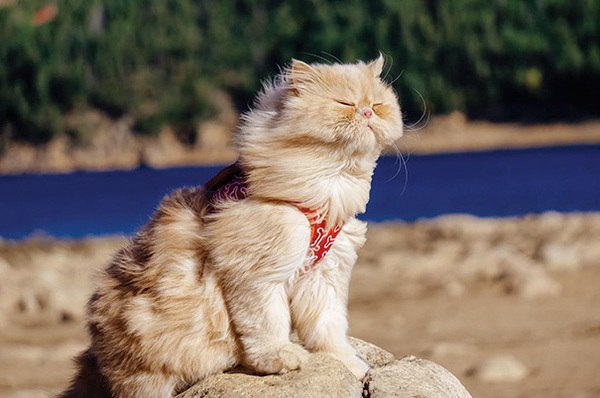 Коты и Кошки