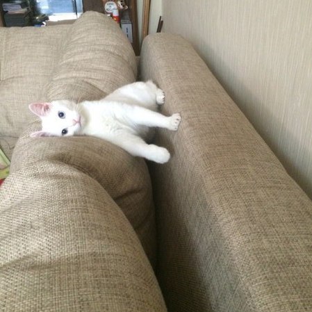 Коты и Кошки