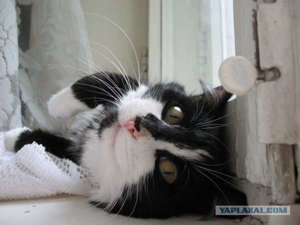 Котовторник на ЯПлакалъ