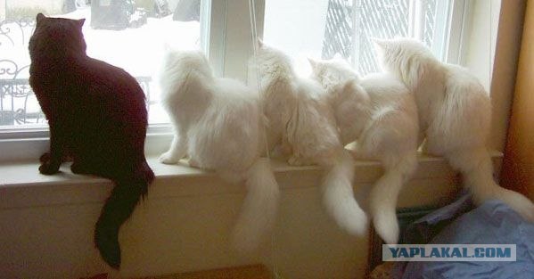 Котовторник на ЯПлакалъ: Кото и кто-то!