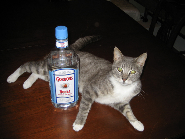 Котопятница: А кто не пьёт? Назови! ))