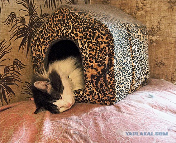 Сегодня котовторник, а котиков все нет