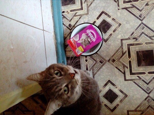 Немного милоты