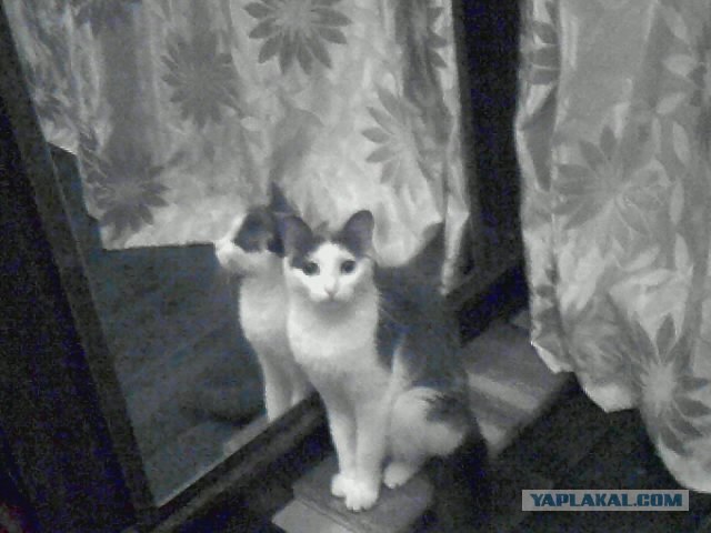 С котовторником !