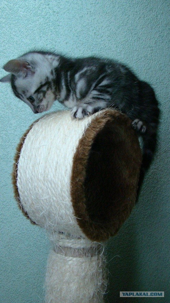 Котовторник 20.12.2011