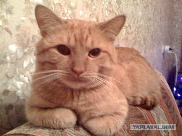 Первый КОТОВТОРНИК 2012