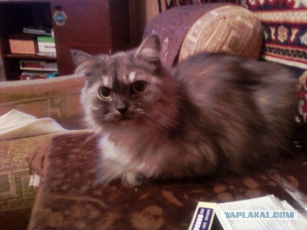 Котовторник (07.02.2012)