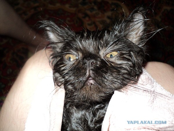 Котовторник  17.07.2012