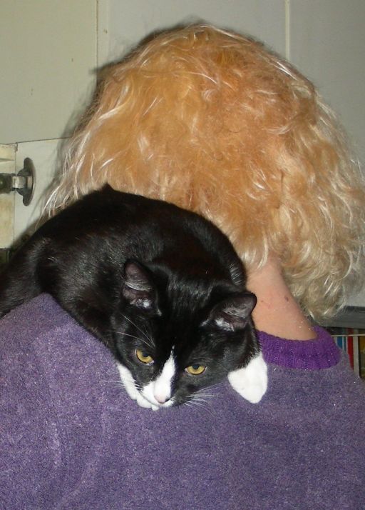 История одного кота