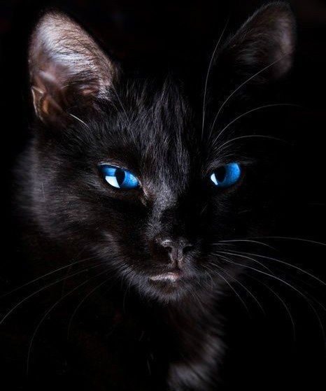 Забавные фото котеек