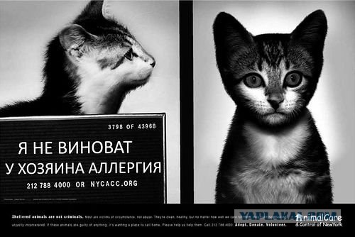 Я не виноват! Реклама приюта