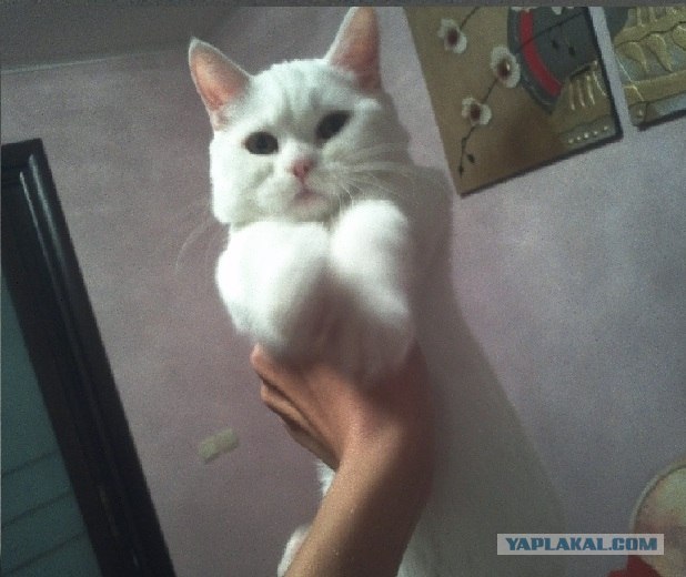 Продаётся кошка