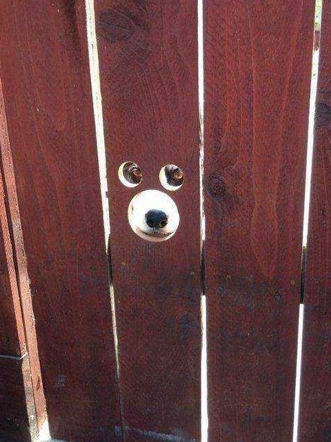 Хозяин, ну почему ты такой у меня идиот?