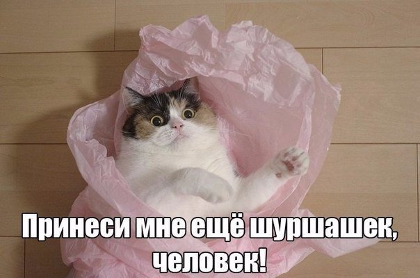 Отучить кота от стола