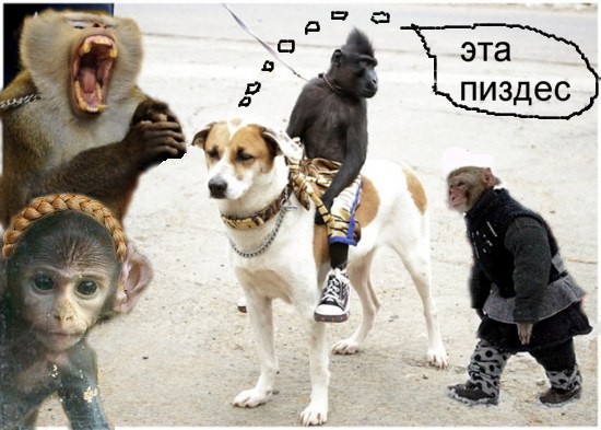 Черный всадник