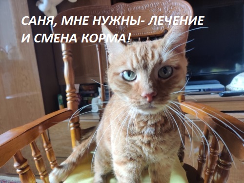 Неприятный вопрос к любителям котиков.